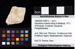 Foto (Objket + Etiketten) von Discutiolira moesica (Muţiu & Bădăluţă, 1971) 